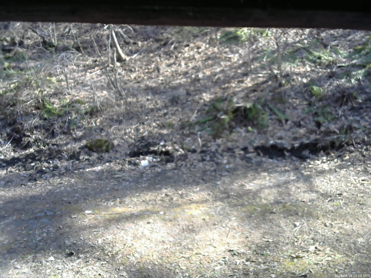 長野県菅平高原 ゆたか山荘 東側(坂下) 2026/04/16 15:15