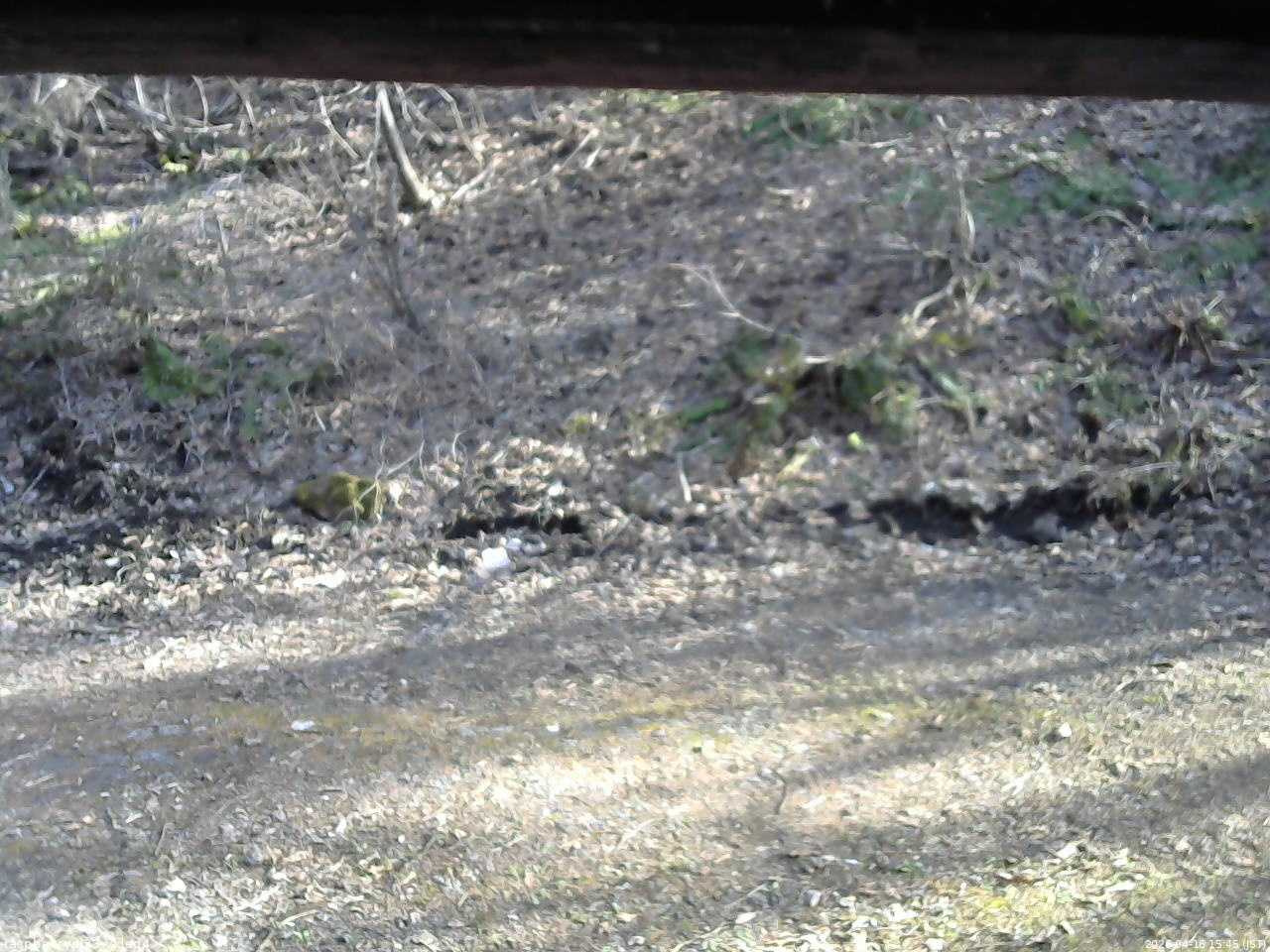 長野県菅平高原 ゆたか山荘 東側(坂下) 2026/04/16 15:45
