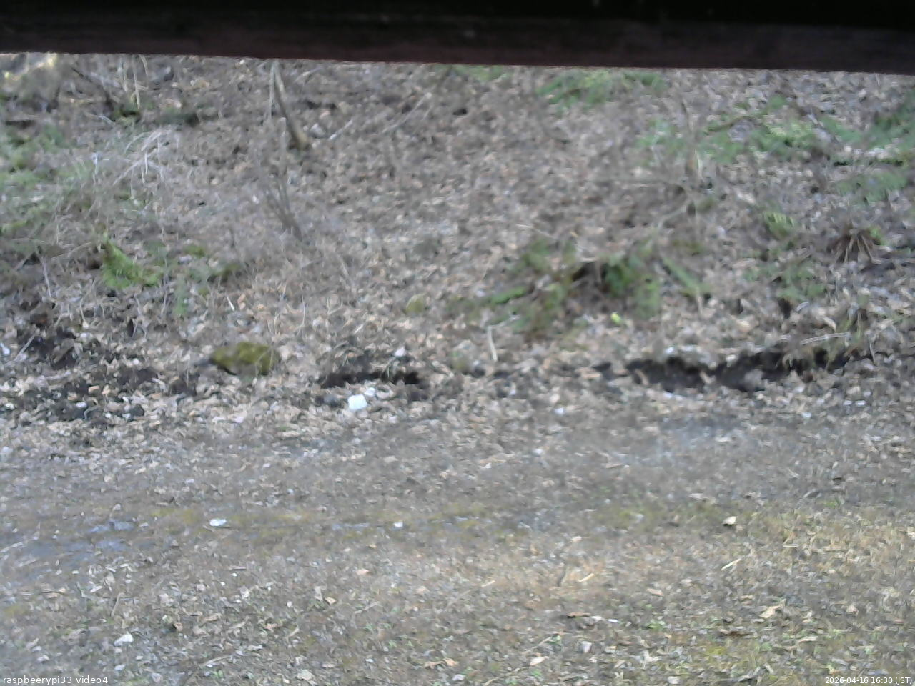 長野県菅平高原 ゆたか山荘 東側(坂下) 2026/04/16 16:30