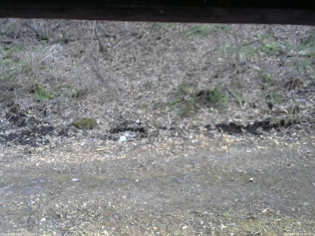 長野県菅平高原 ゆたか山荘 東側(坂下) 2026/04/16 16:45