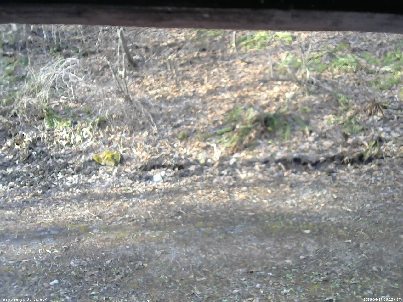 長野県菅平高原 ゆたか山荘 東側(坂下) 2026/04/17 06:15