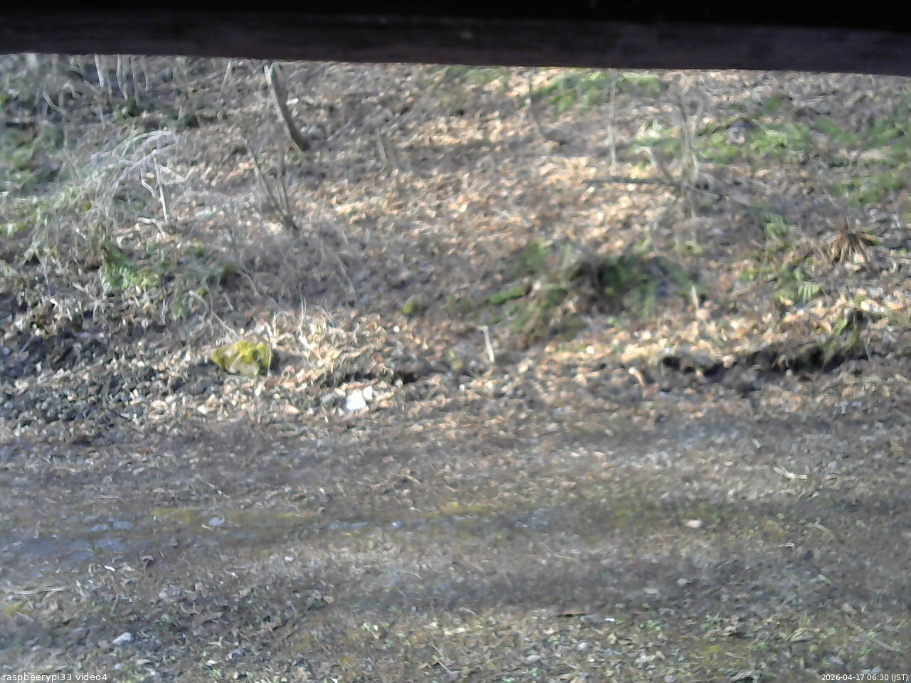 長野県菅平高原 ゆたか山荘 東側(坂下) 2026/04/17 06:30