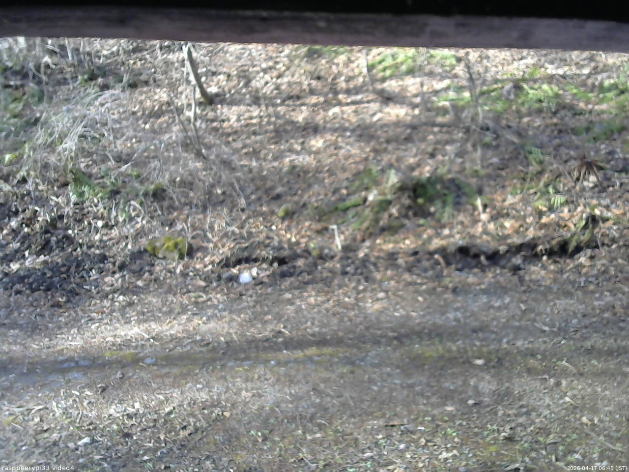長野県菅平高原 ゆたか山荘 東側(坂下) 2026/04/17 06:45