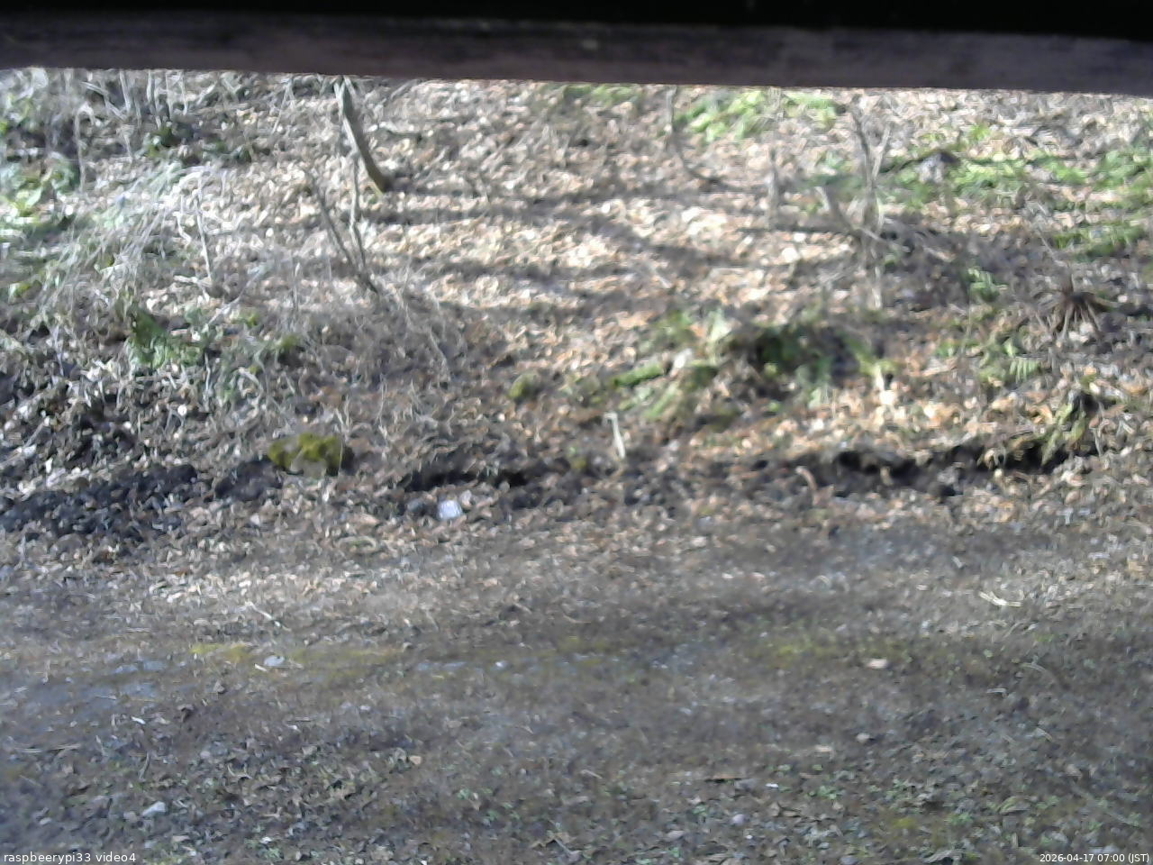 長野県菅平高原 ゆたか山荘 東側(坂下) 2026/04/17 07:00