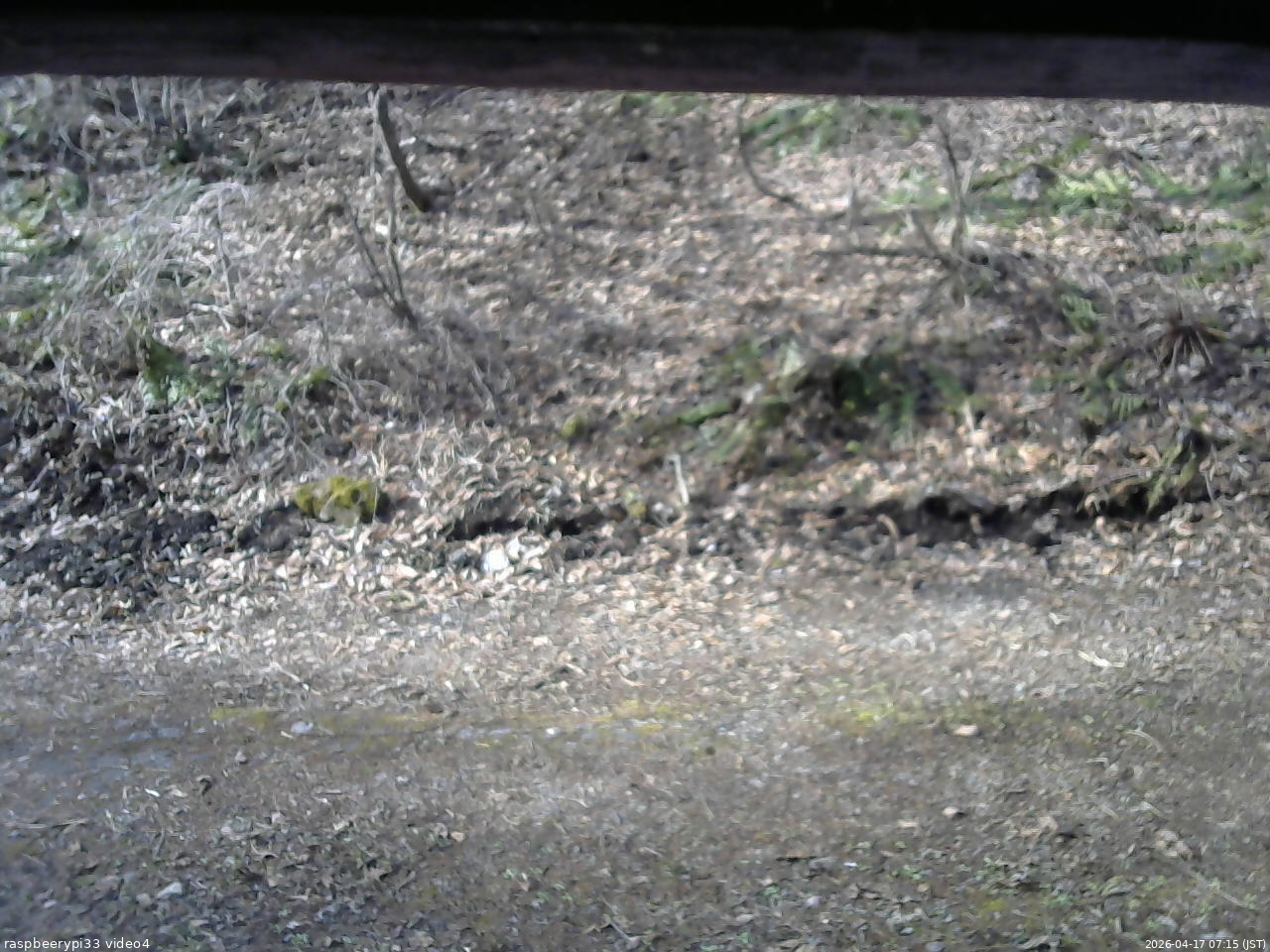 長野県菅平高原 ゆたか山荘 東側(坂下) 2026/04/17 07:15