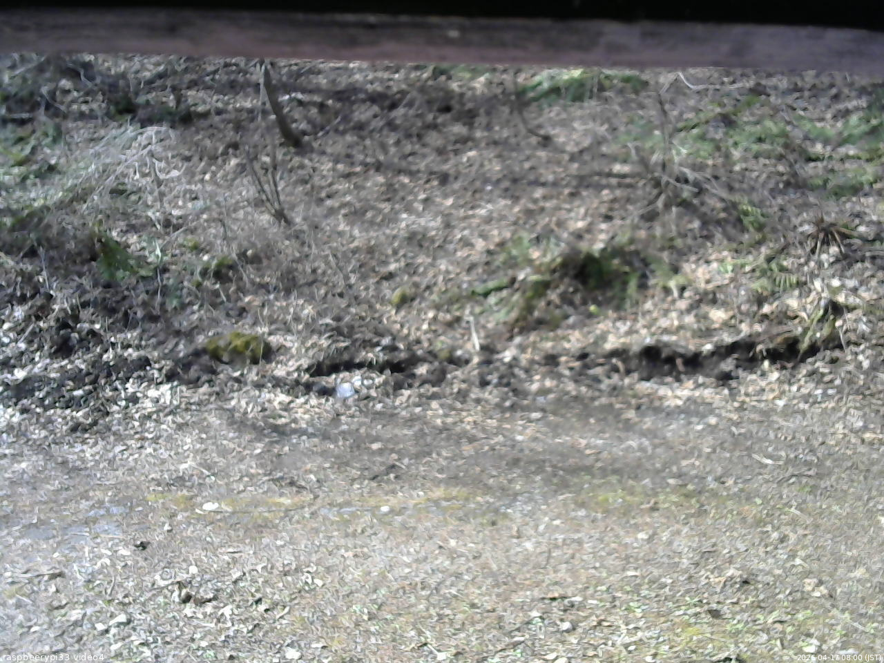 長野県菅平高原 ゆたか山荘 東側(坂下) 2026/04/17 08:00