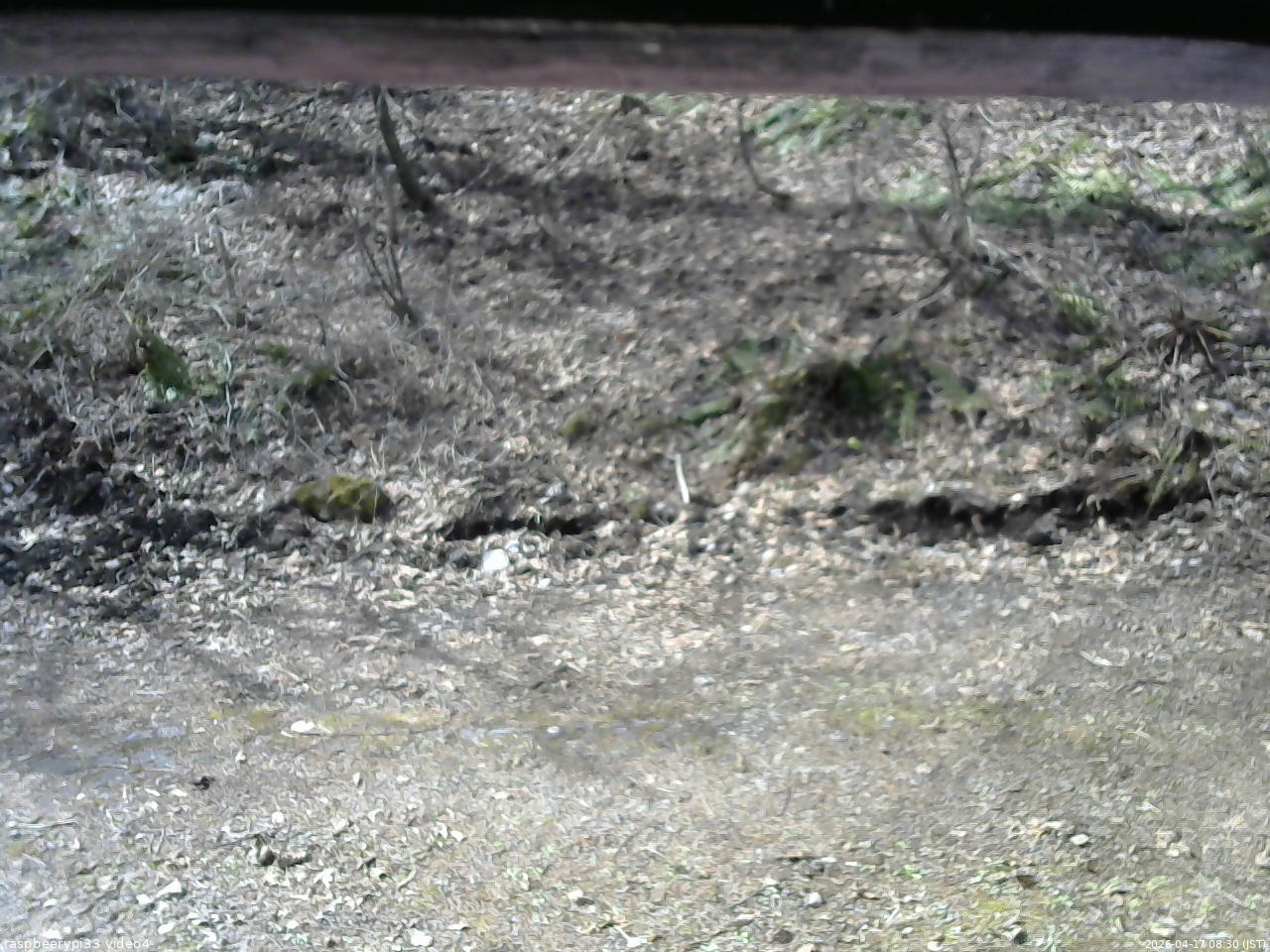 長野県菅平高原 ゆたか山荘 東側(坂下) 2026/04/17 08:30