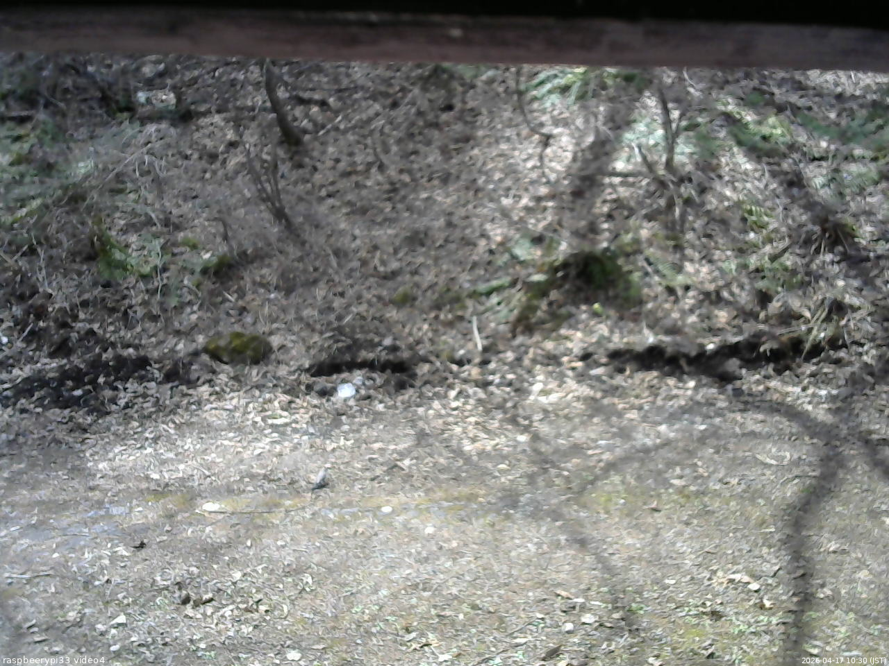 長野県菅平高原 ゆたか山荘 東側(坂下) 2026/04/17 10:30