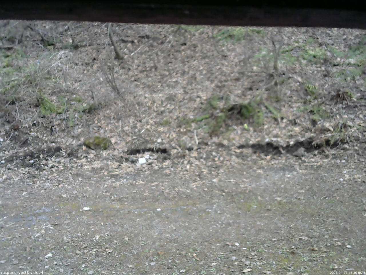 長野県菅平高原 ゆたか山荘 東側(坂下) 2026/04/17 15:30