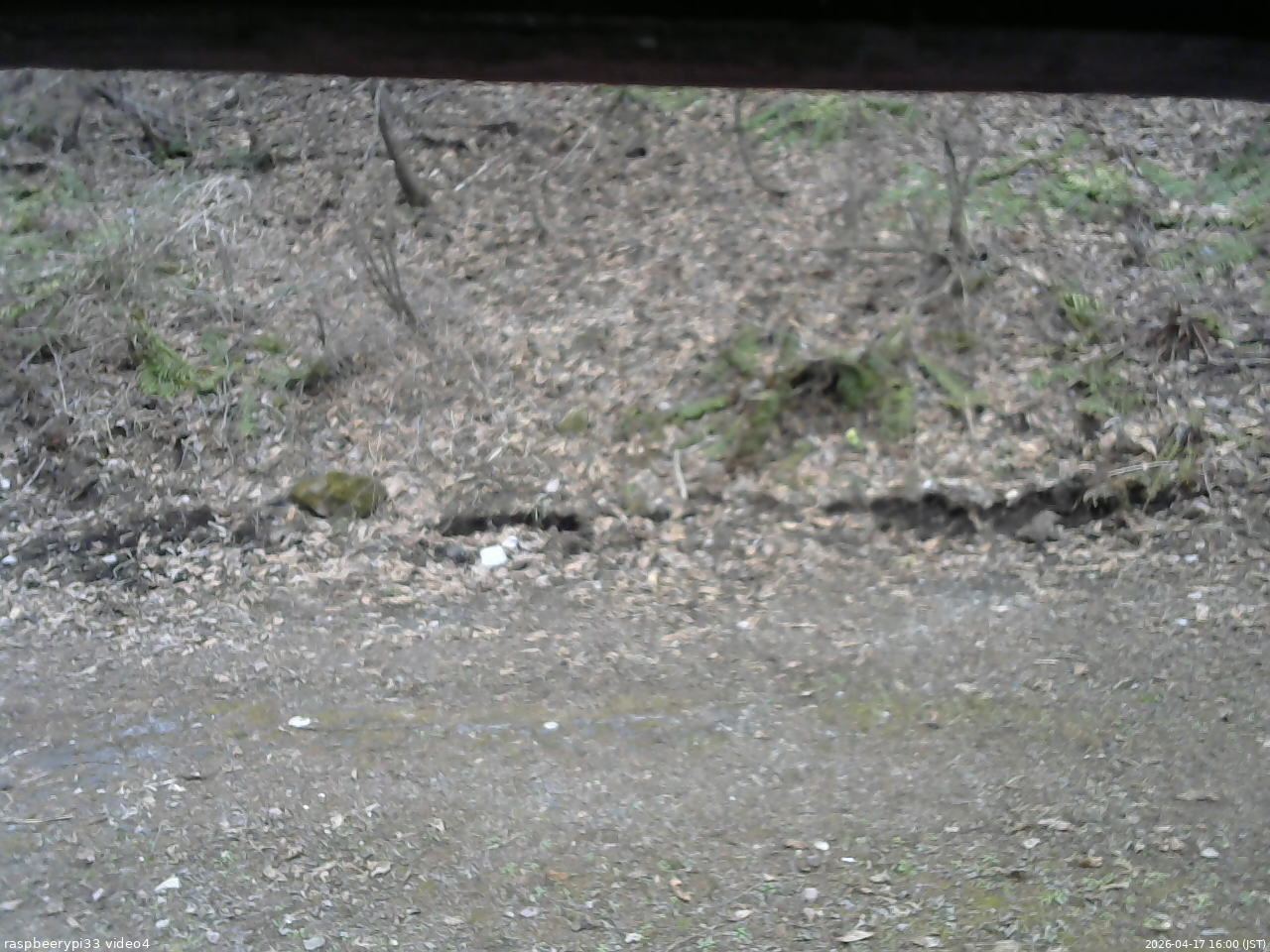 長野県菅平高原 ゆたか山荘 東側(坂下) 2026/04/17 16:00
