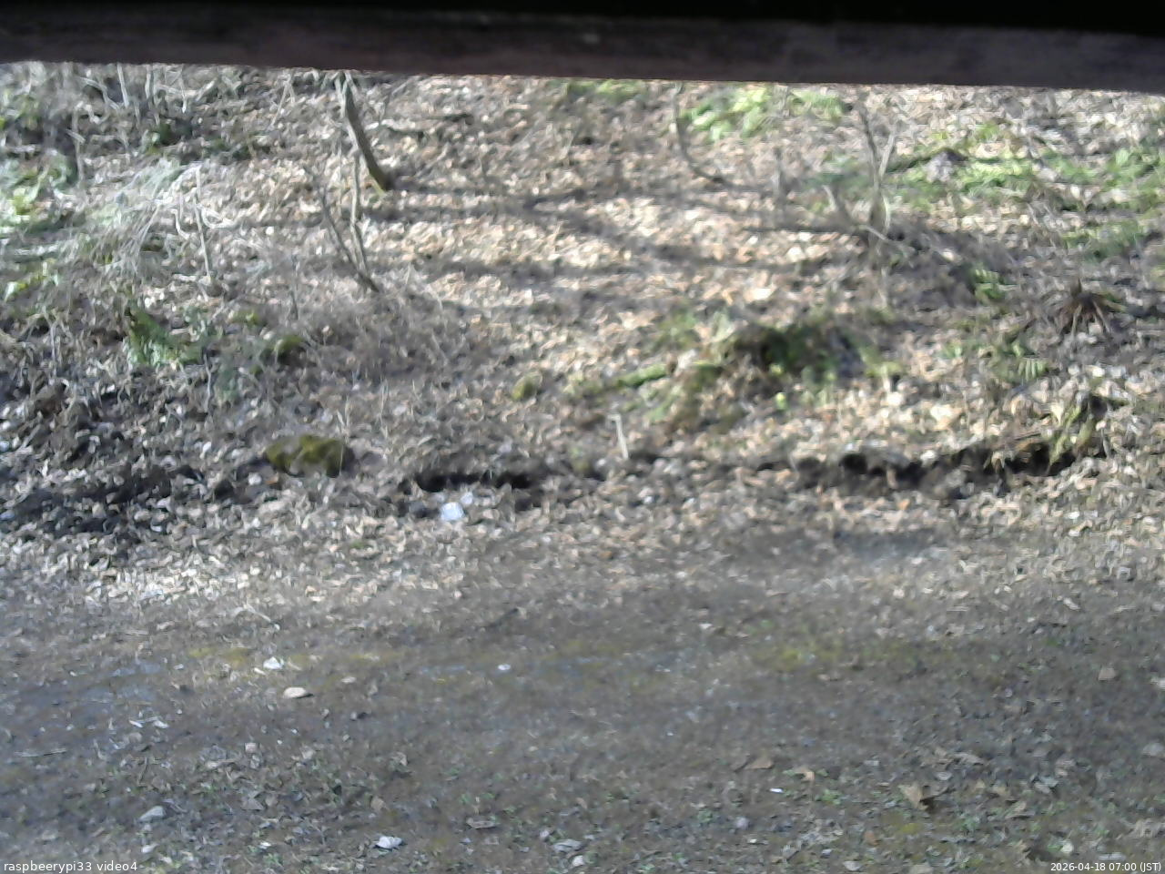 長野県菅平高原 ゆたか山荘 東側(坂下) 2026/04/18 07:00