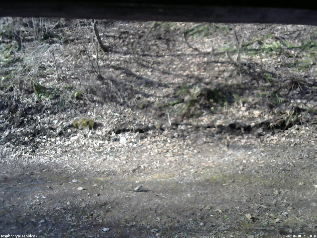 長野県菅平高原 ゆたか山荘 東側(坂下) 2026/04/18 07:15