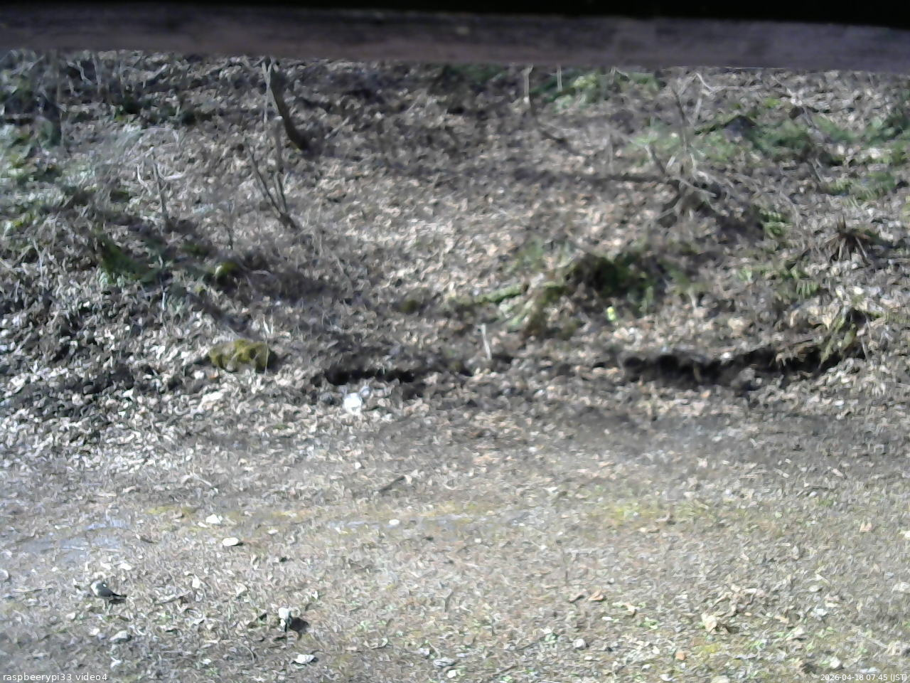 長野県菅平高原 ゆたか山荘 東側(坂下) 2026/04/18 07:45