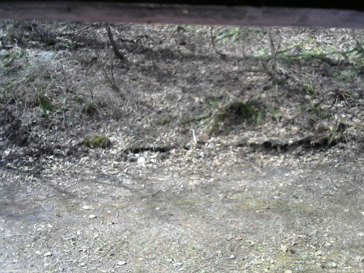 長野県菅平高原 ゆたか山荘 東側(坂下) 2026/04/18 08:30