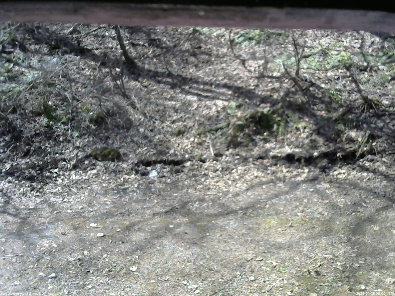 長野県菅平高原 ゆたか山荘 東側(坂下) 2026/04/18 09:00