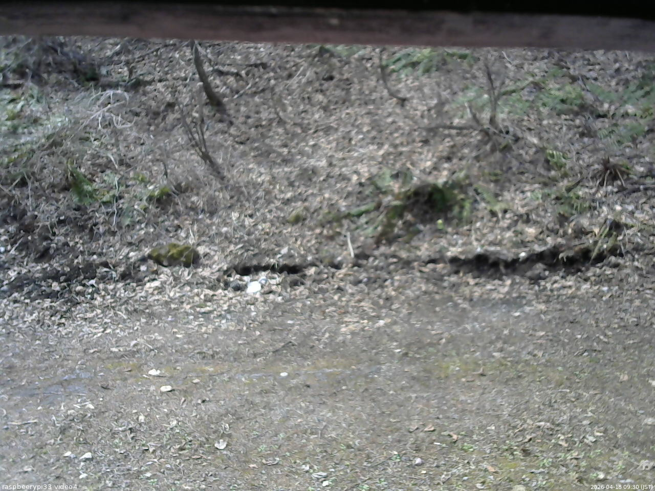 長野県菅平高原 ゆたか山荘 東側(坂下) 2026/04/18 09:30