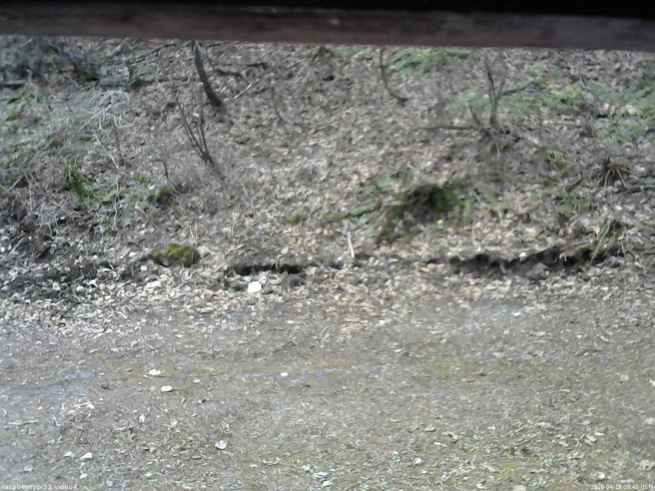 長野県菅平高原 ゆたか山荘 東側(坂下) 2026/04/18 09:45