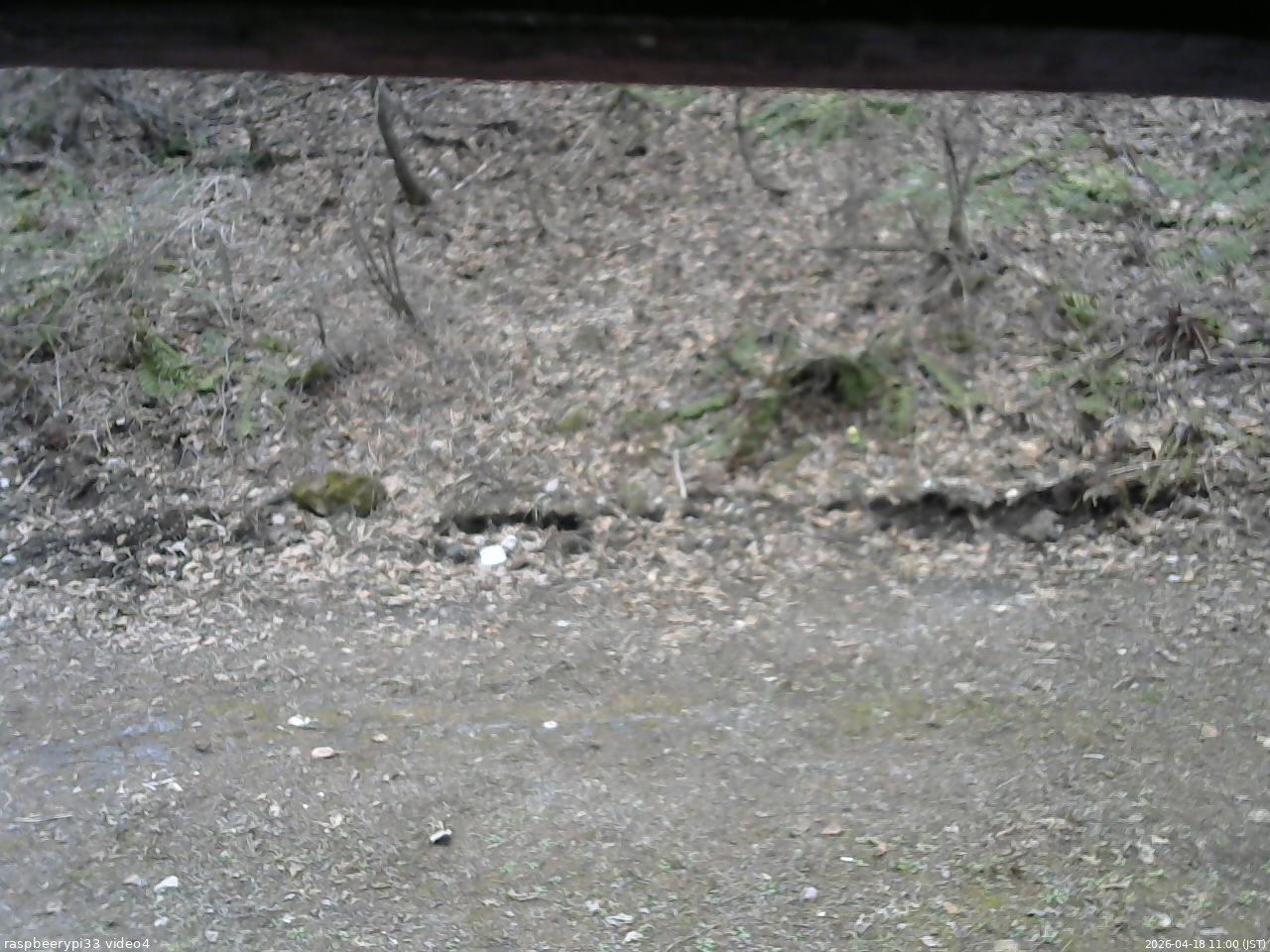 長野県菅平高原 ゆたか山荘 東側(坂下) 2026/04/18 11:00