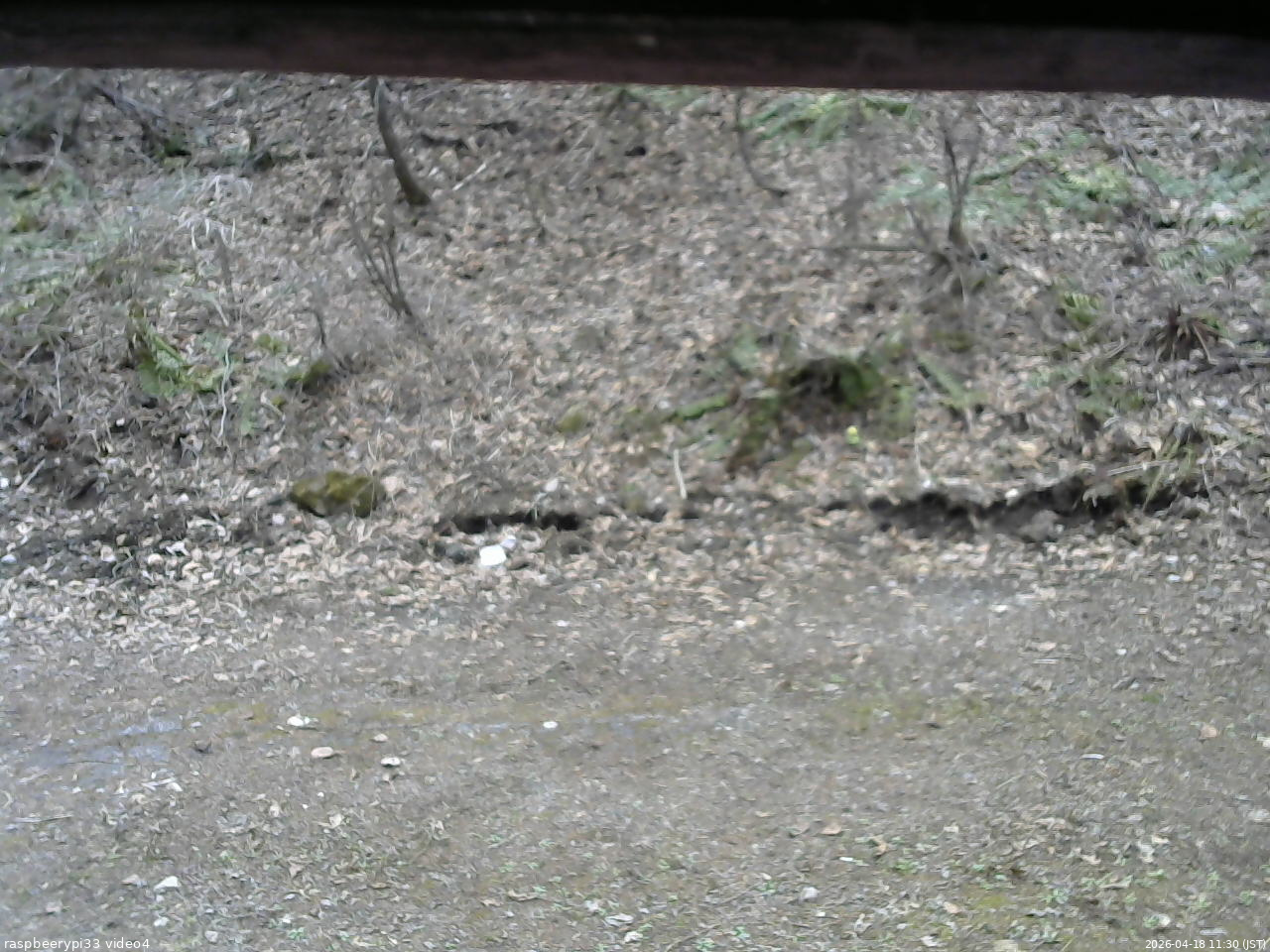 長野県菅平高原 ゆたか山荘 東側(坂下) 2026/04/18 11:30