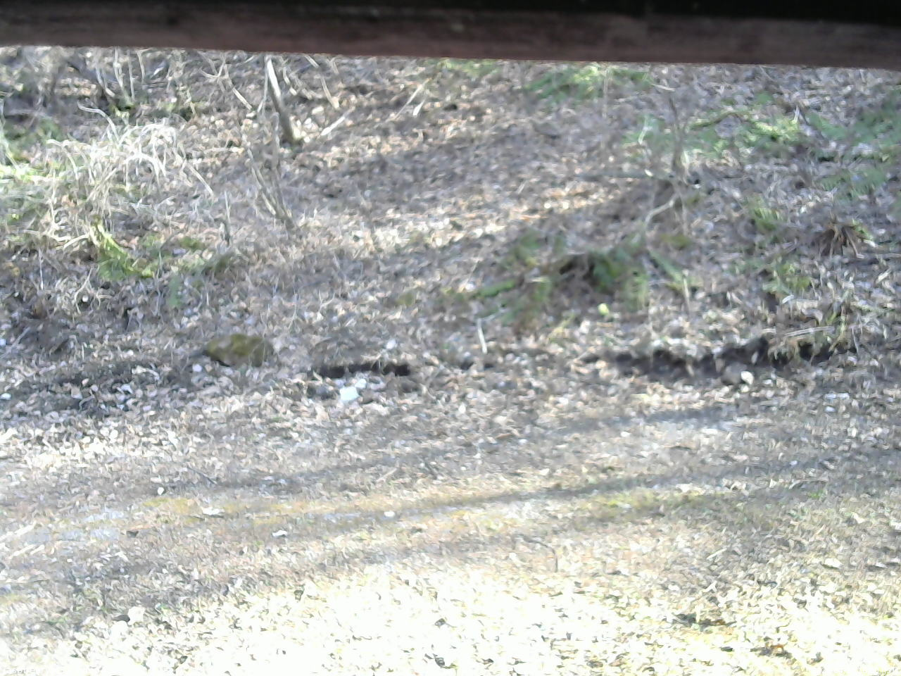 長野県菅平高原 ゆたか山荘 東側(坂下) 2026/04/18 16:00