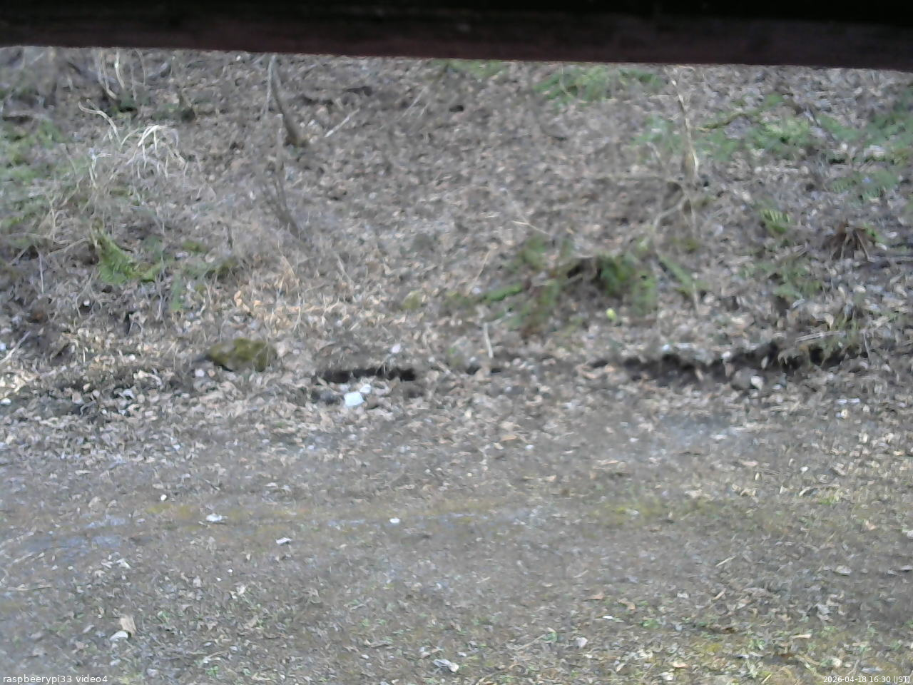 長野県菅平高原 ゆたか山荘 東側(坂下) 2026/04/18 16:30
