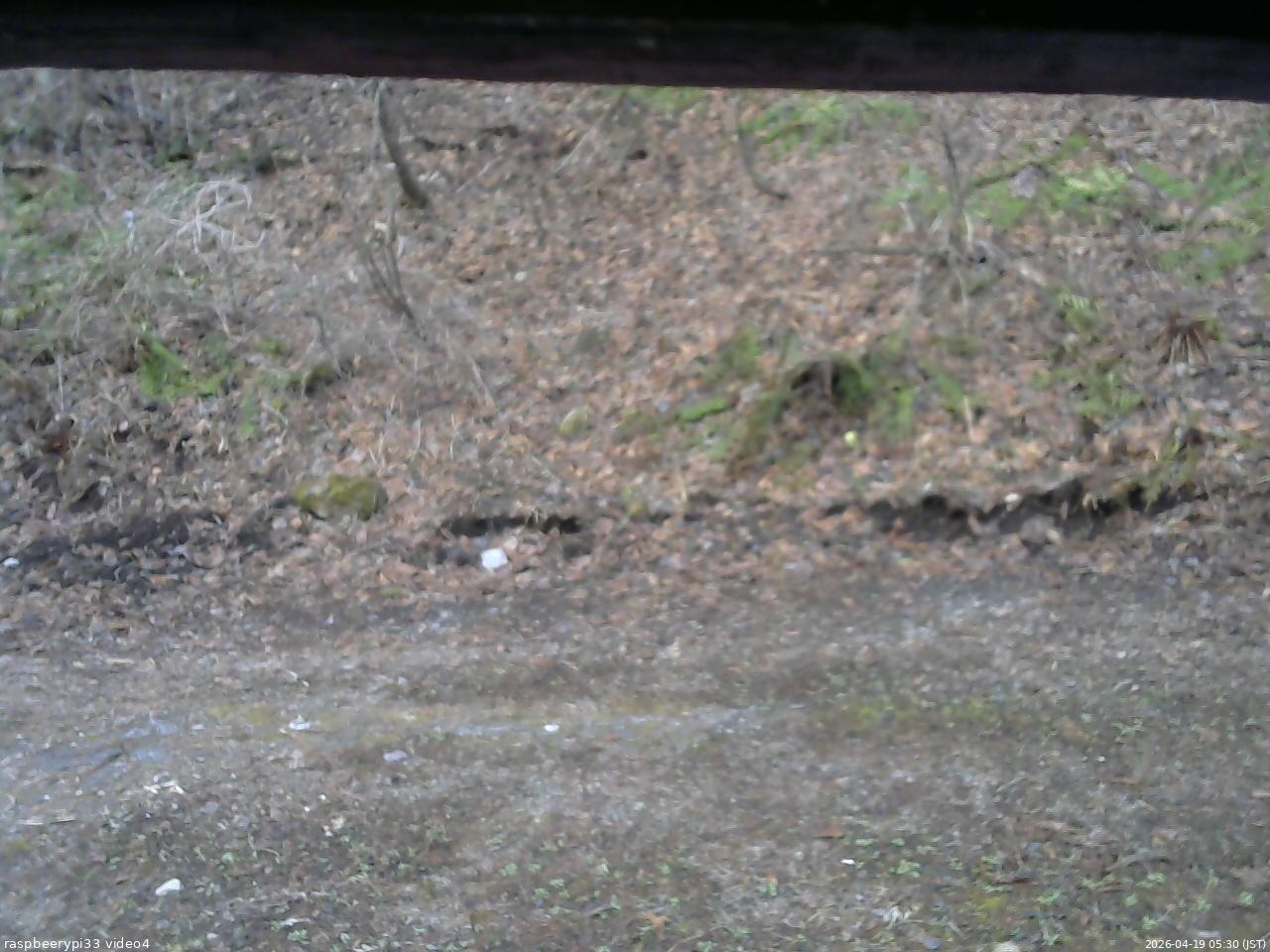 長野県菅平高原 ゆたか山荘 東側(坂下) 2026/04/19 05:30