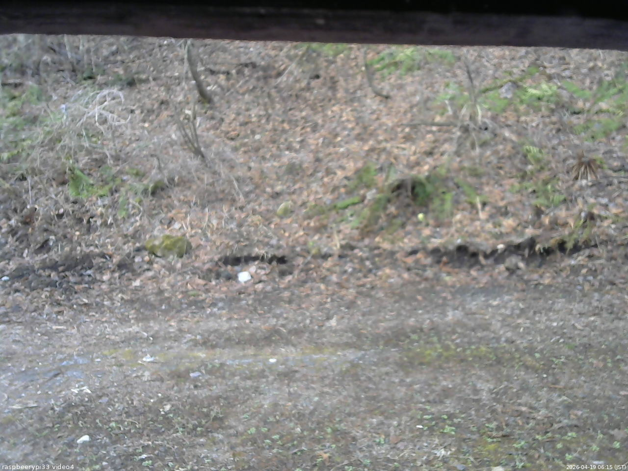 長野県菅平高原 ゆたか山荘 東側(坂下) 2026/04/19 06:15