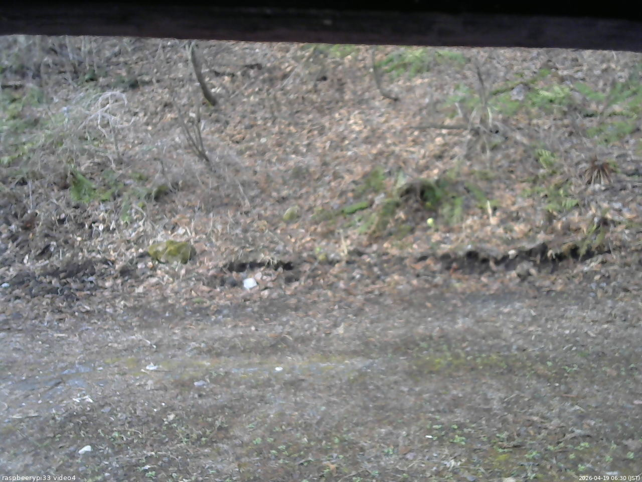 長野県菅平高原 ゆたか山荘 東側(坂下) 2026/04/19 06:30