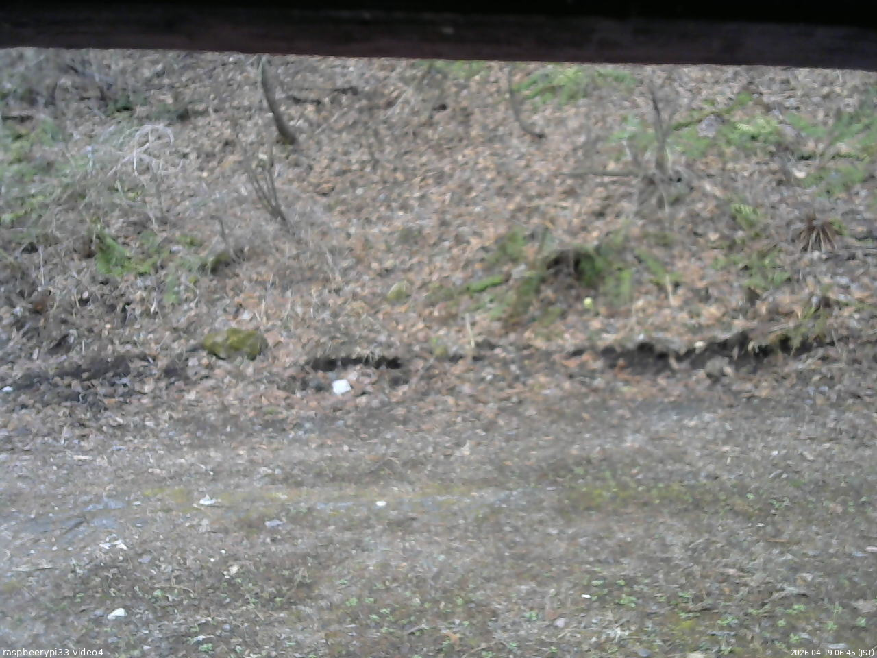 長野県菅平高原 ゆたか山荘 東側(坂下) 2026/04/19 06:45