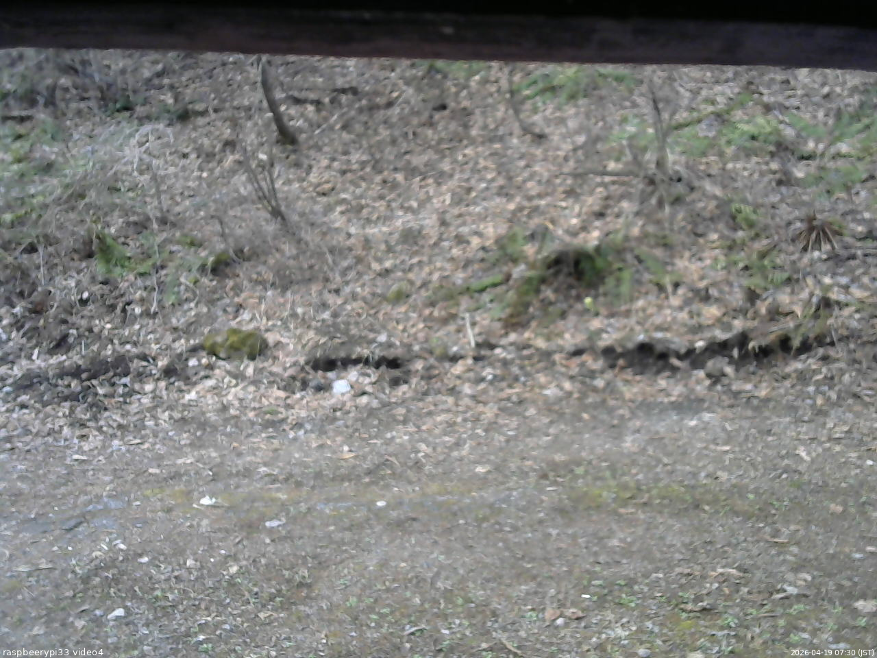 長野県菅平高原 ゆたか山荘 東側(坂下) 2026/04/19 07:30