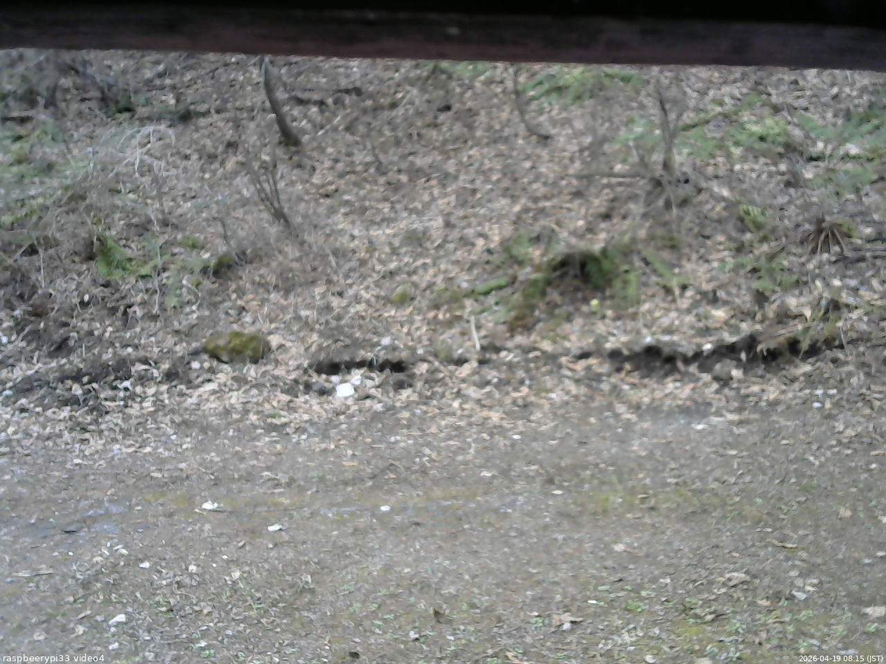 長野県菅平高原 ゆたか山荘 東側(坂下) 2026/04/19 08:15