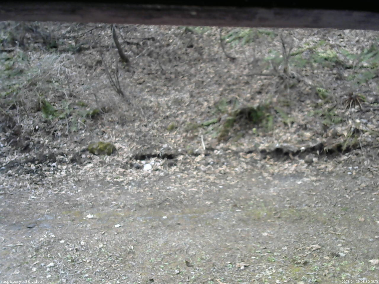 長野県菅平高原 ゆたか山荘 東側(坂下) 2026/04/19 08:30