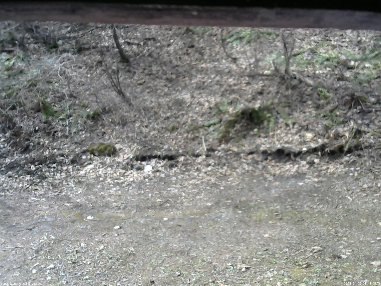 長野県菅平高原 ゆたか山荘 東側(坂下) 2026/04/19 08:45