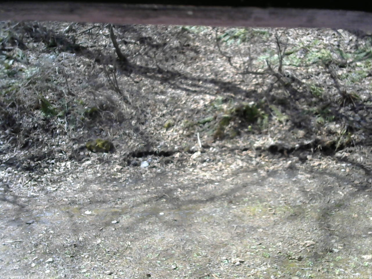 長野県菅平高原 ゆたか山荘 東側(坂下) 2026/04/19 09:00