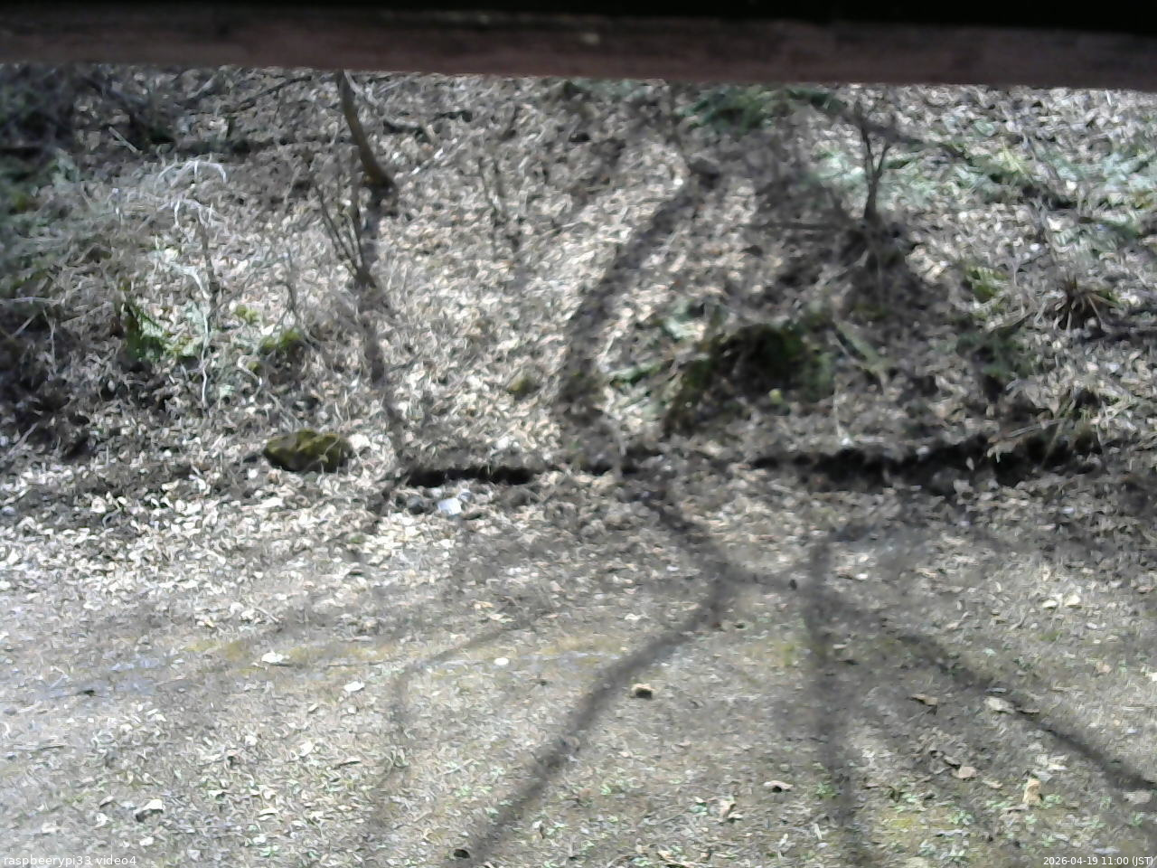 長野県菅平高原 ゆたか山荘 東側(坂下) 2026/04/19 11:00