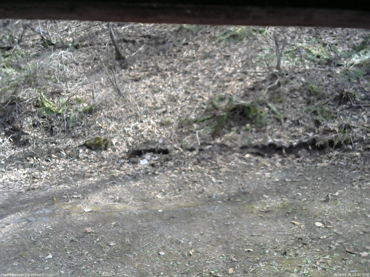 長野県菅平高原 ゆたか山荘 東側(坂下) 2026/04/19 14:30