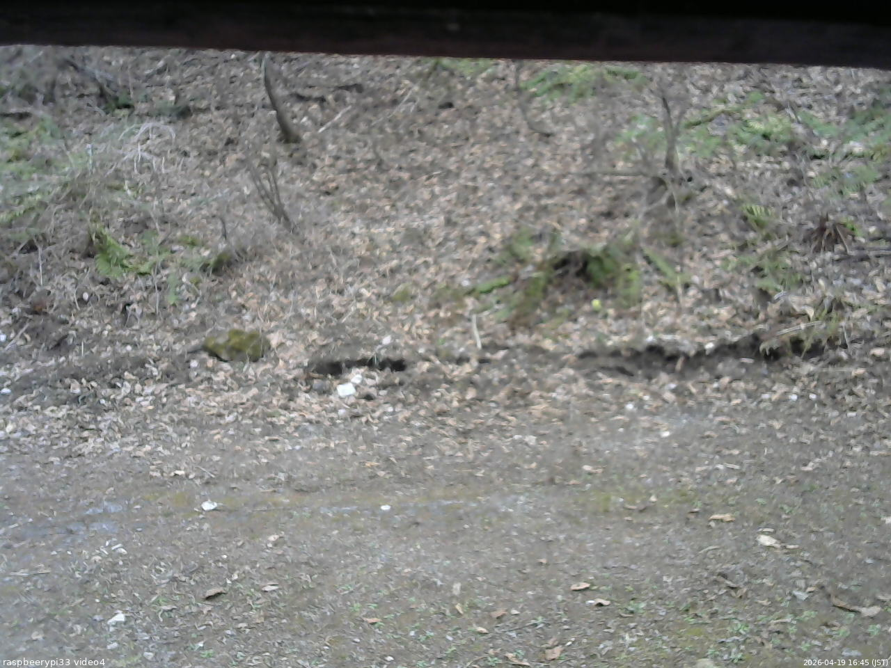 長野県菅平高原 ゆたか山荘 東側(坂下) 2026/04/19 16:45