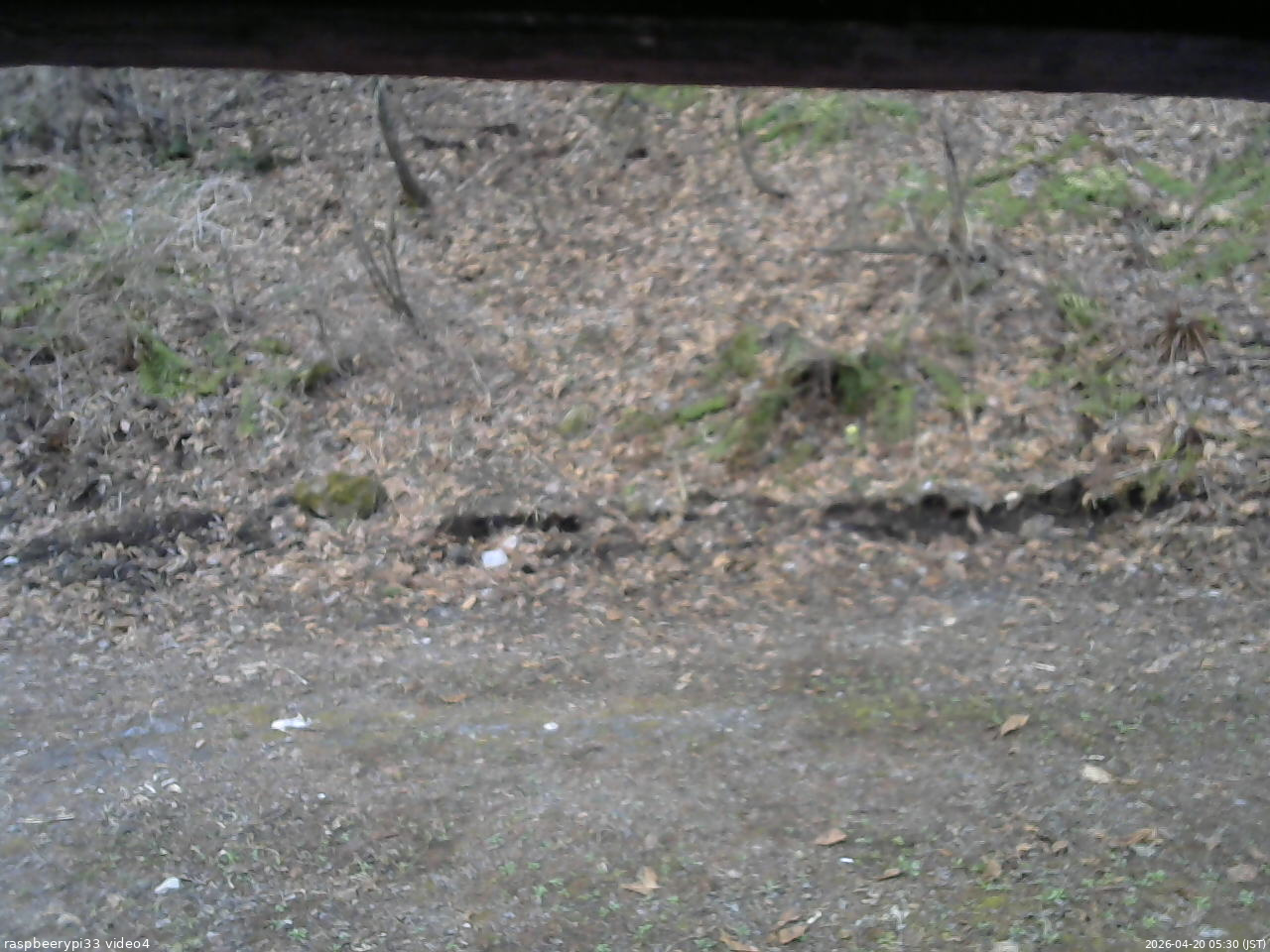 長野県菅平高原 ゆたか山荘 東側(坂下) 2026/04/20 05:30