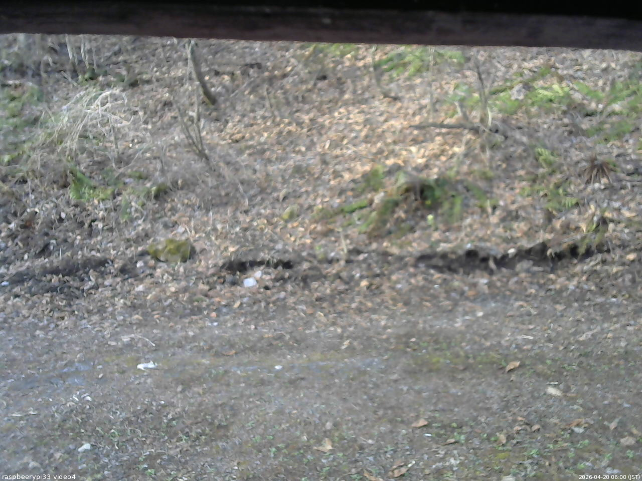長野県菅平高原 ゆたか山荘 東側(坂下) 2026/04/20 06:00