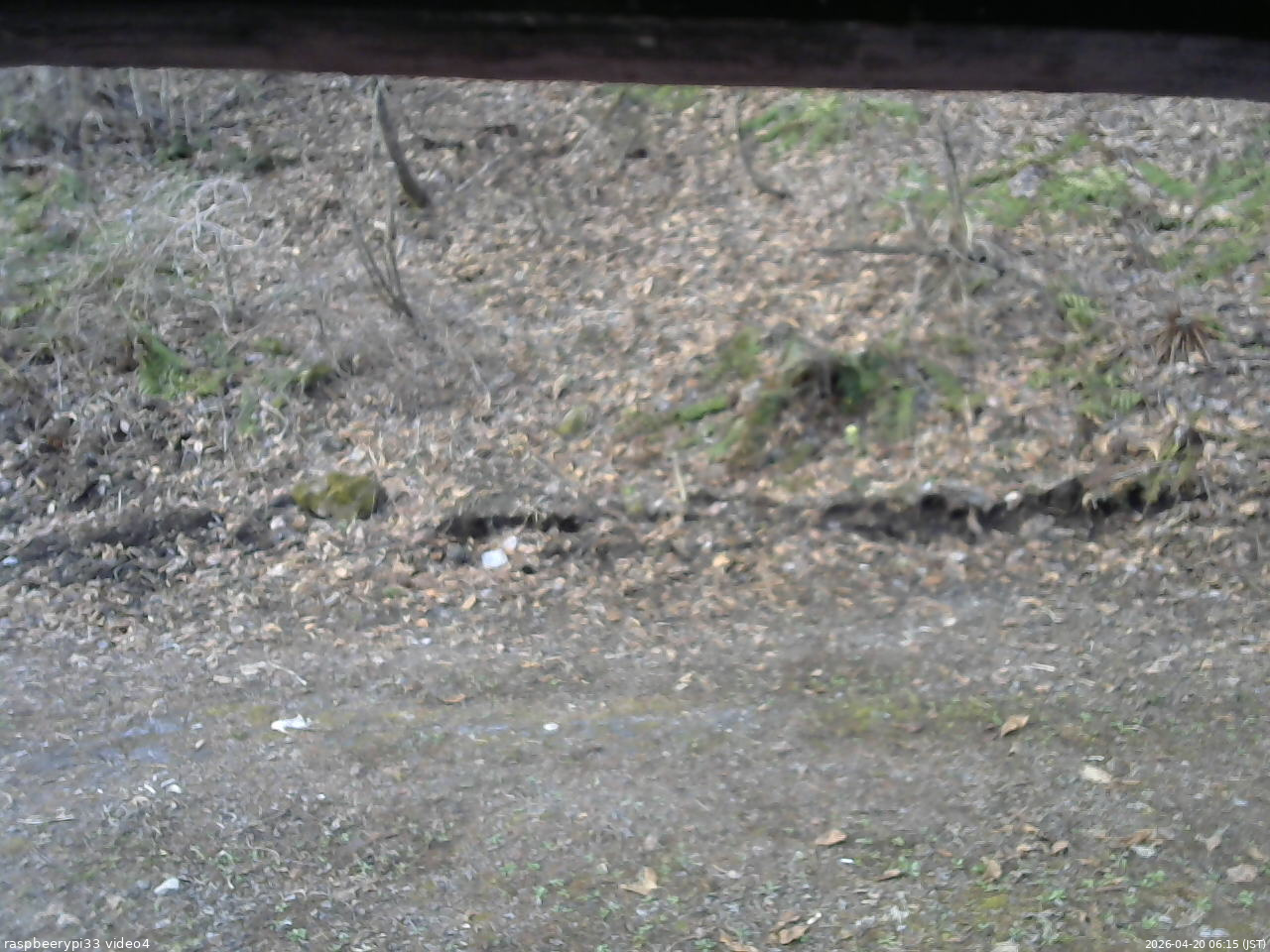 長野県菅平高原 ゆたか山荘 東側(坂下) 2026/04/20 06:15
