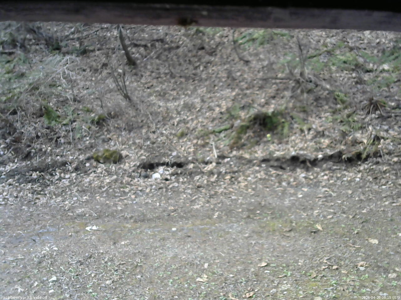 長野県菅平高原 ゆたか山荘 東側(坂下) 2026/04/20 08:15