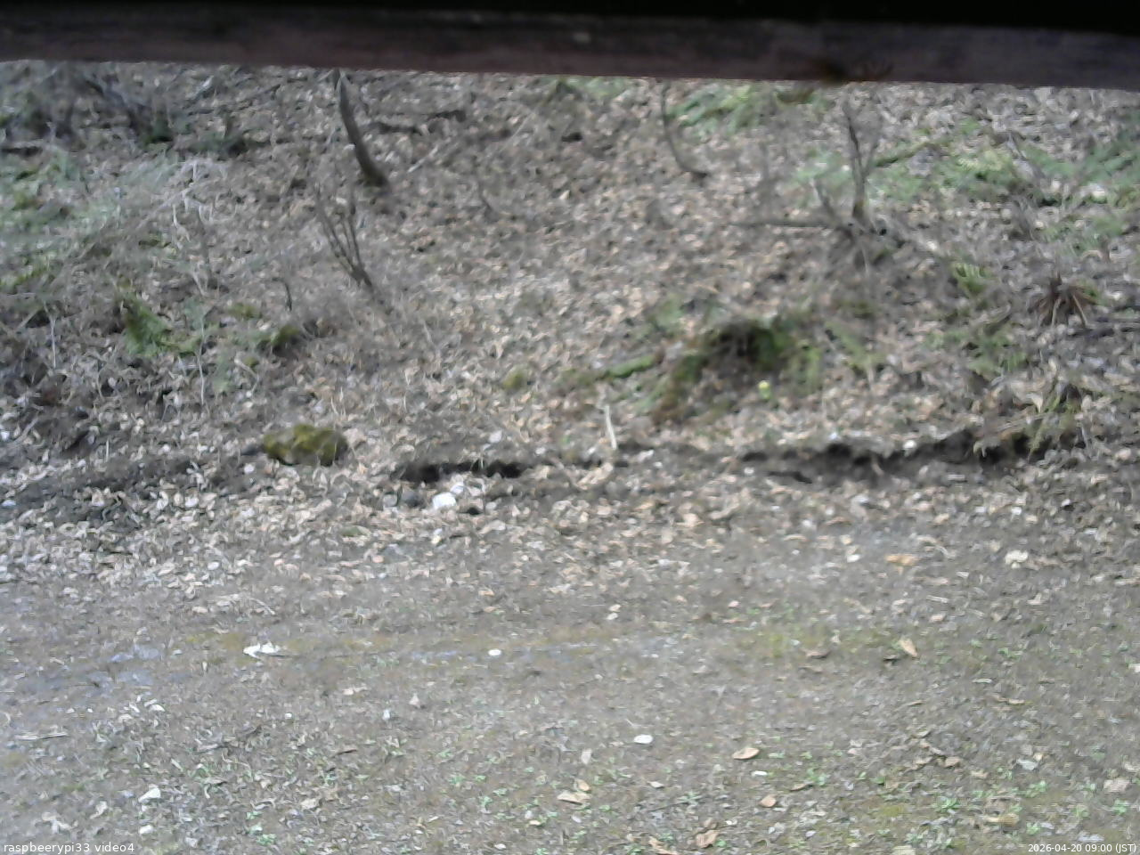 長野県菅平高原 ゆたか山荘 東側(坂下) 2026/04/20 09:00