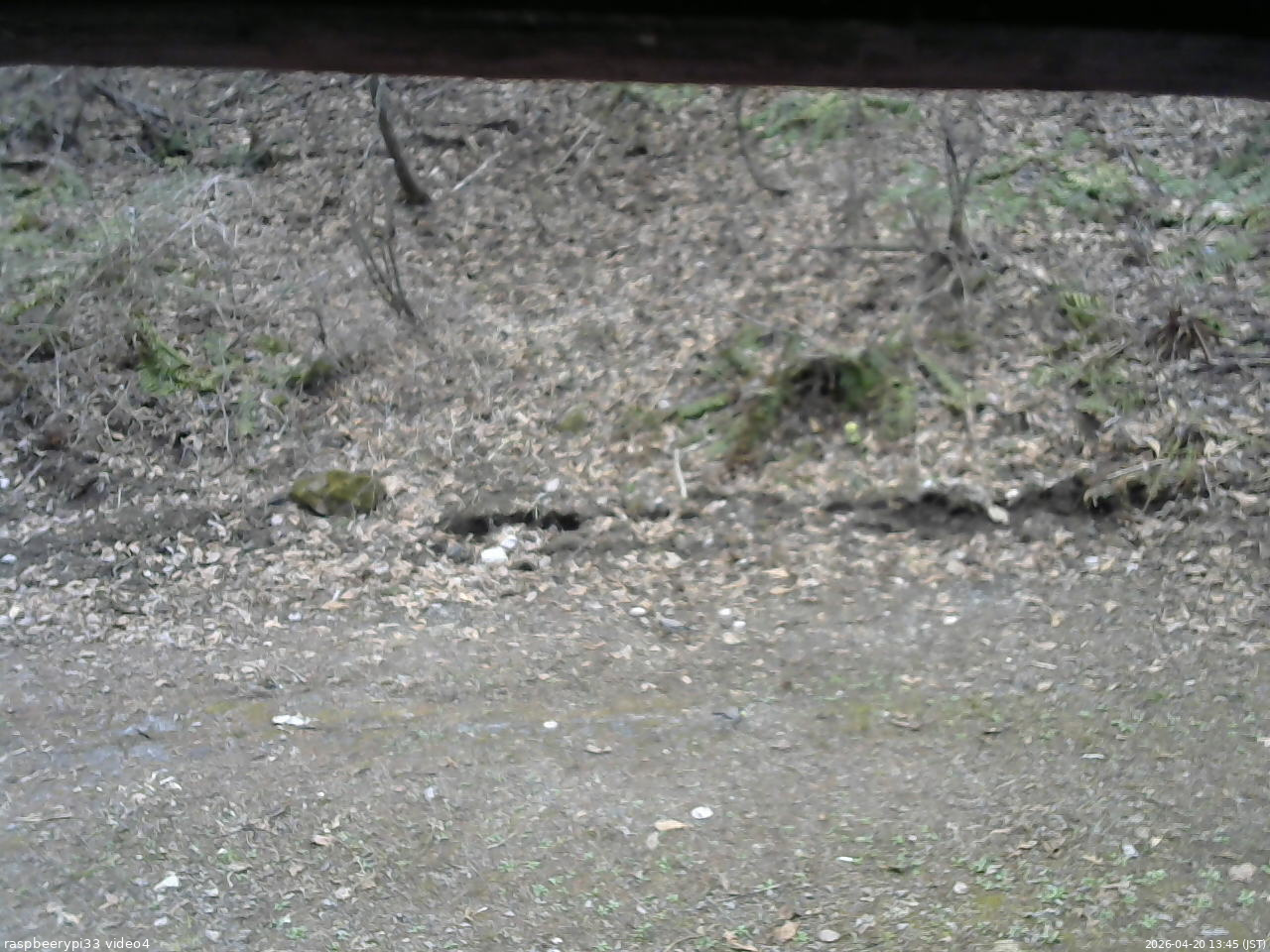 長野県菅平高原 ゆたか山荘 東側(坂下) 2026/04/20 13:45