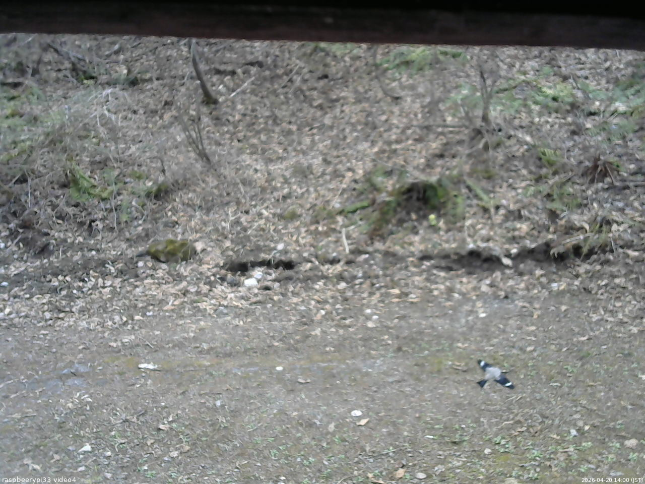長野県菅平高原 ゆたか山荘 東側(坂下) 2026/04/20 14:00