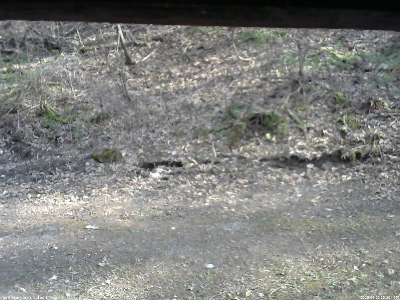 長野県菅平高原 ゆたか山荘 東側(坂下) 2026/04/20 15:30