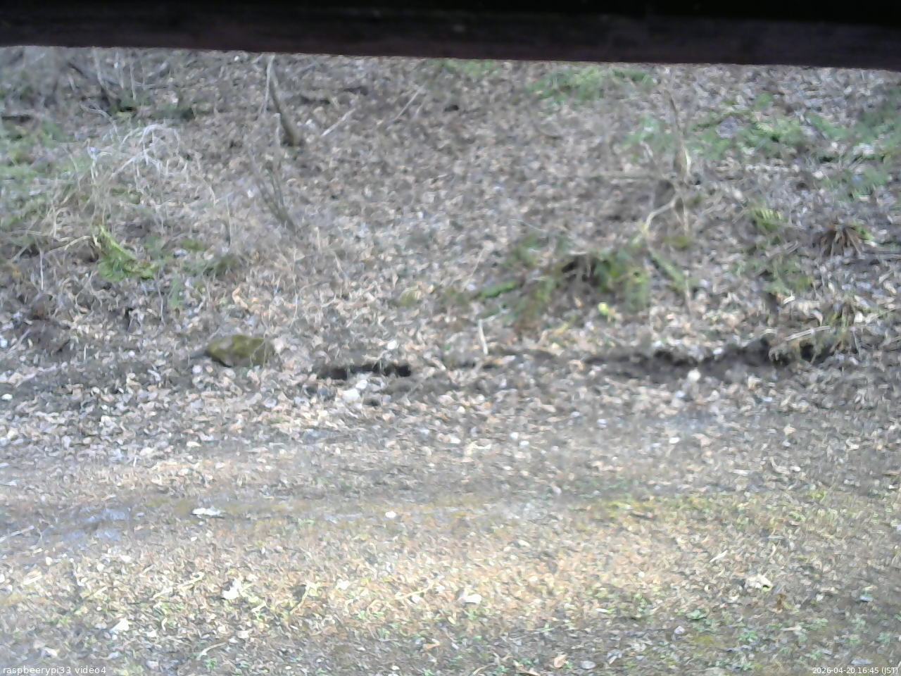 長野県菅平高原 ゆたか山荘 東側(坂下) 2026/04/20 16:45