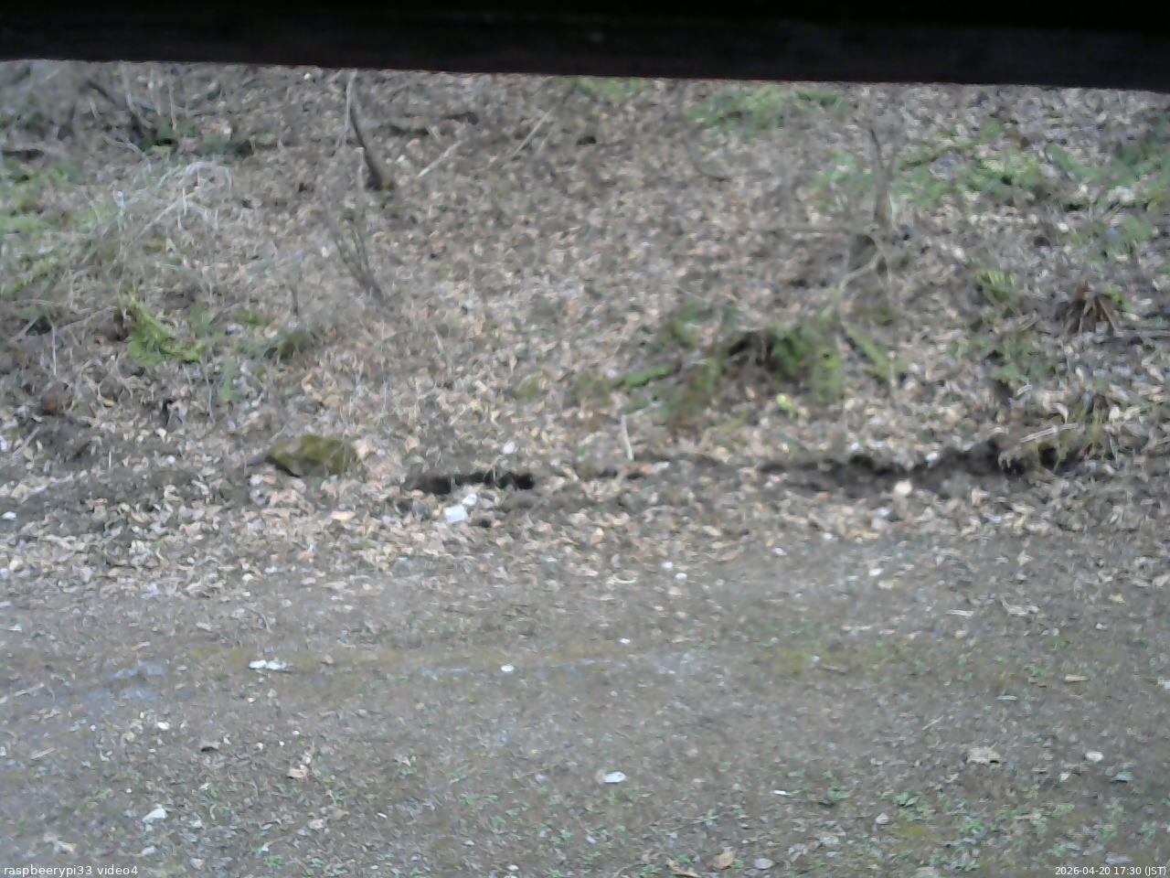 長野県菅平高原 ゆたか山荘 東側(坂下) 2026/04/20 17:30