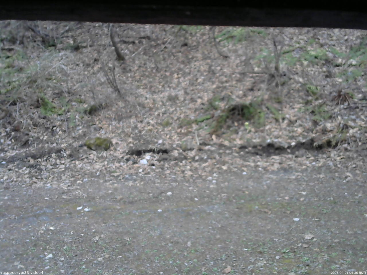 長野県菅平高原 ゆたか山荘 東側(坂下) 2026/04/21 05:30