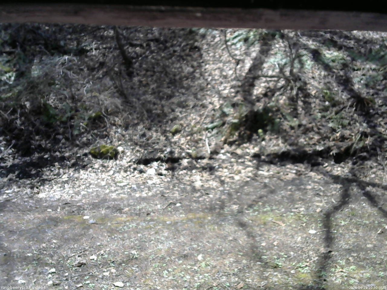 長野県菅平高原 ゆたか山荘 東側(坂下) 2026/04/21 10:30