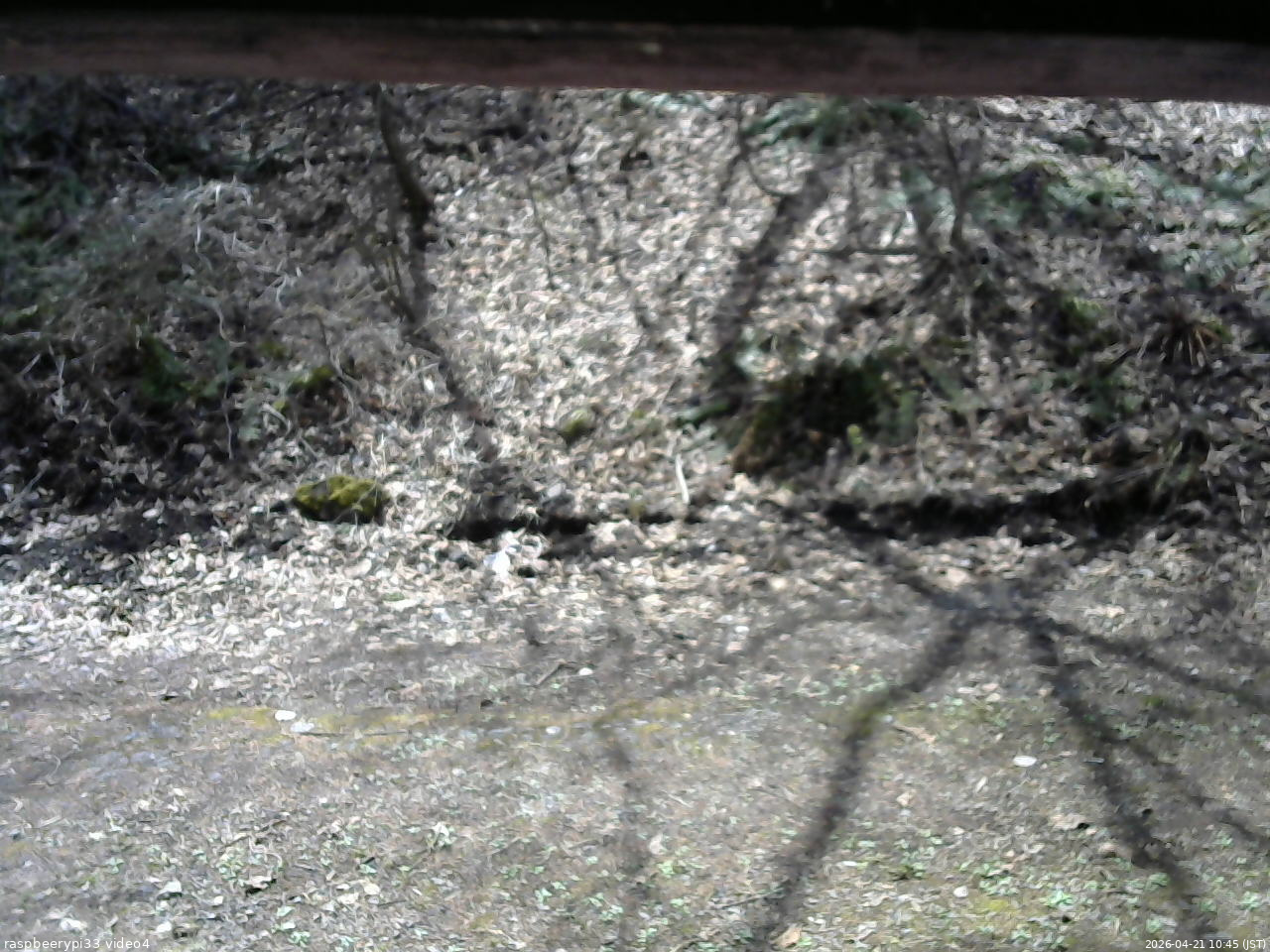 長野県菅平高原 ゆたか山荘 東側(坂下) 2026/04/21 10:45